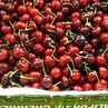 アメリカンチェリーの季節です