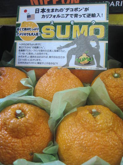 sumo.JPG