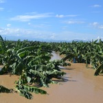 マツコーチャンネル「フィリピンのバナナ産地が被害甚大」のサムネイル画像